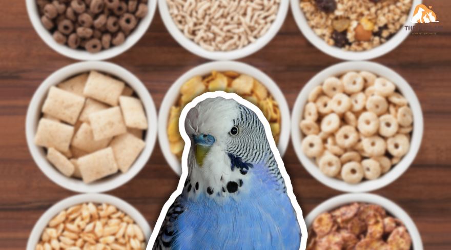 Is Porridge OK for Budgies
